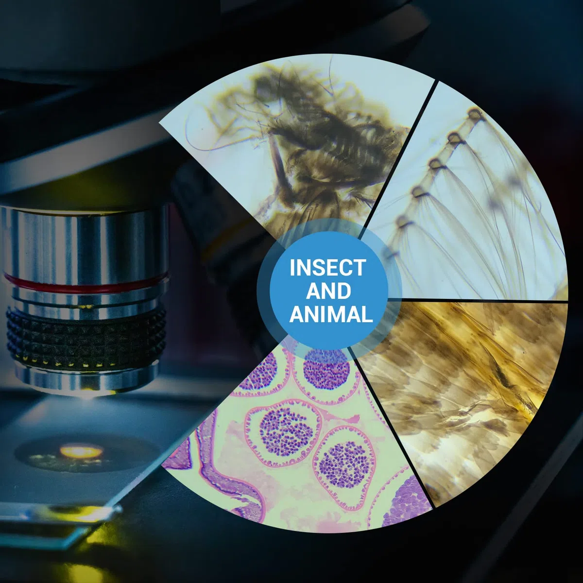 100 Piezas Portaobjetos de Microscopio Preparados, Muestras de Biología Profesional Tejidos Humanos, Células, Plantas, Insectos para Niños Estudiantes Aprendizaje de Ciencias