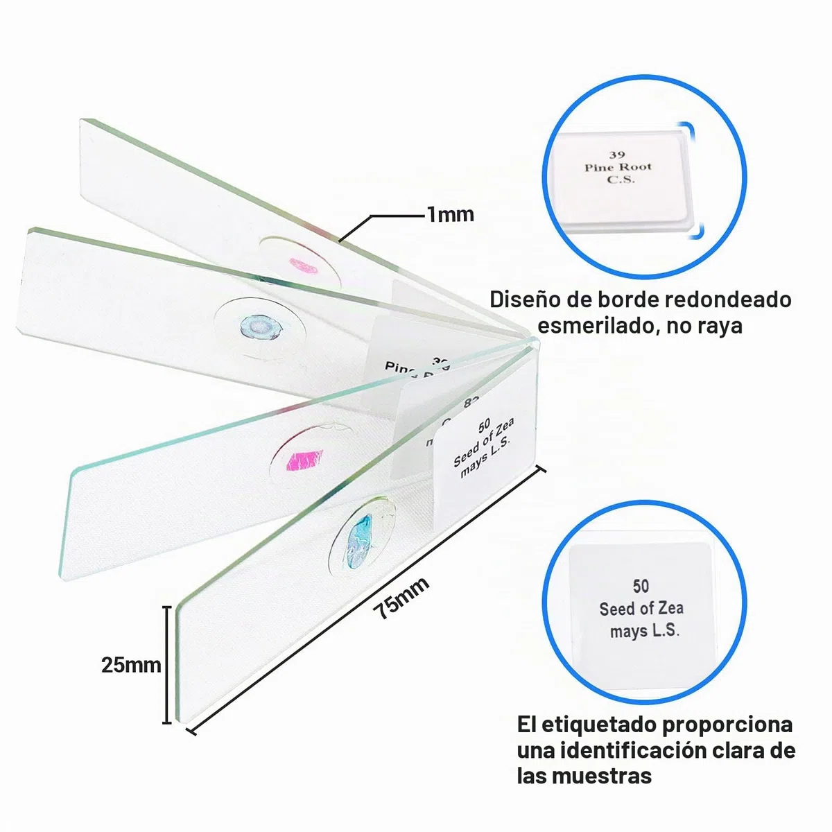 USCAMEL Muestras Microscopio, 100 portaobjetos de microscopio preparados con muestras para niños y Adultos