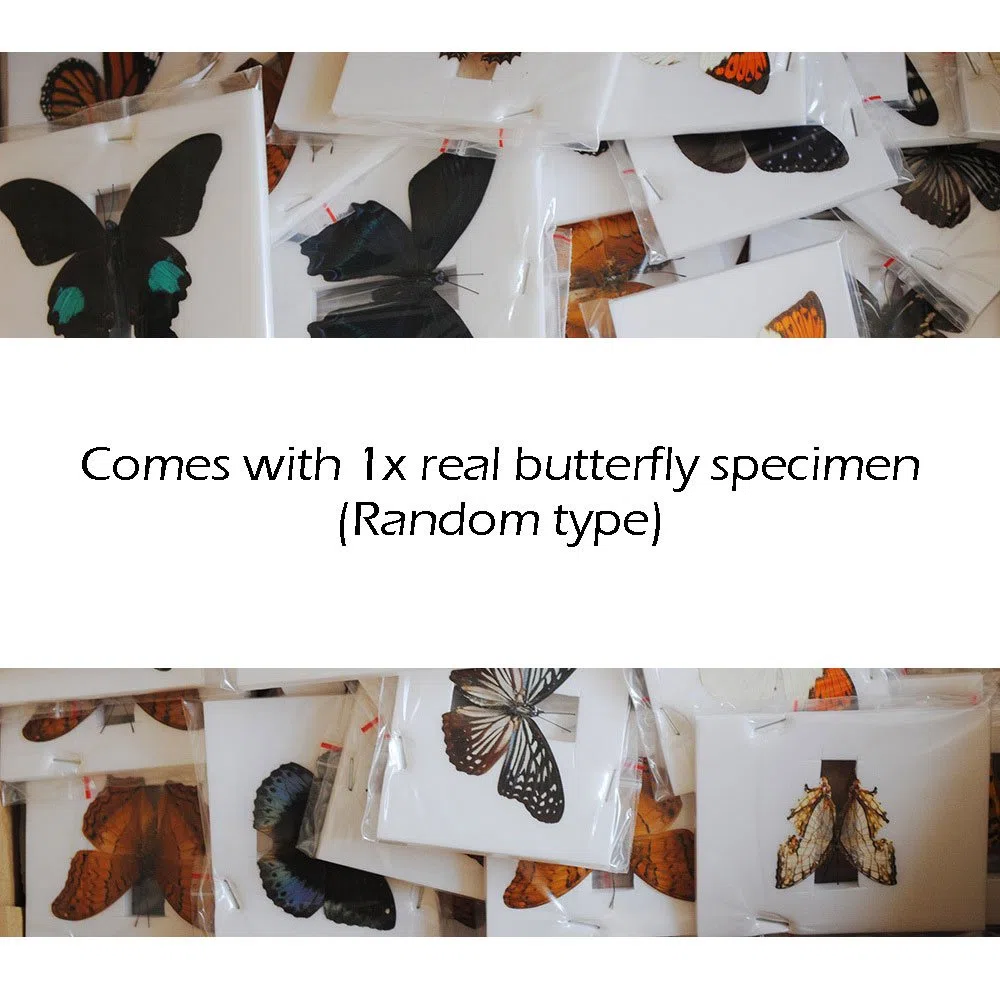 48pzas Juego Muestras Preparadas Microscopio Animales Insectos Plantas Flores Plástico 1pza Espécimen Mariposa Real Estudiantes Ciencia Juego Educativo