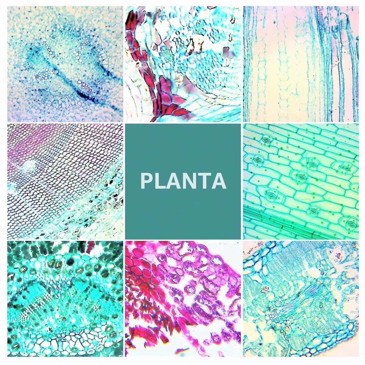 100 Muestras Microscopio Preparadas para Niños, Portaobjetos Microscopio con Plantas Animales Insectos Humana Cellular para Adultos Niños Estudiantes, Uso Escolar en Casa