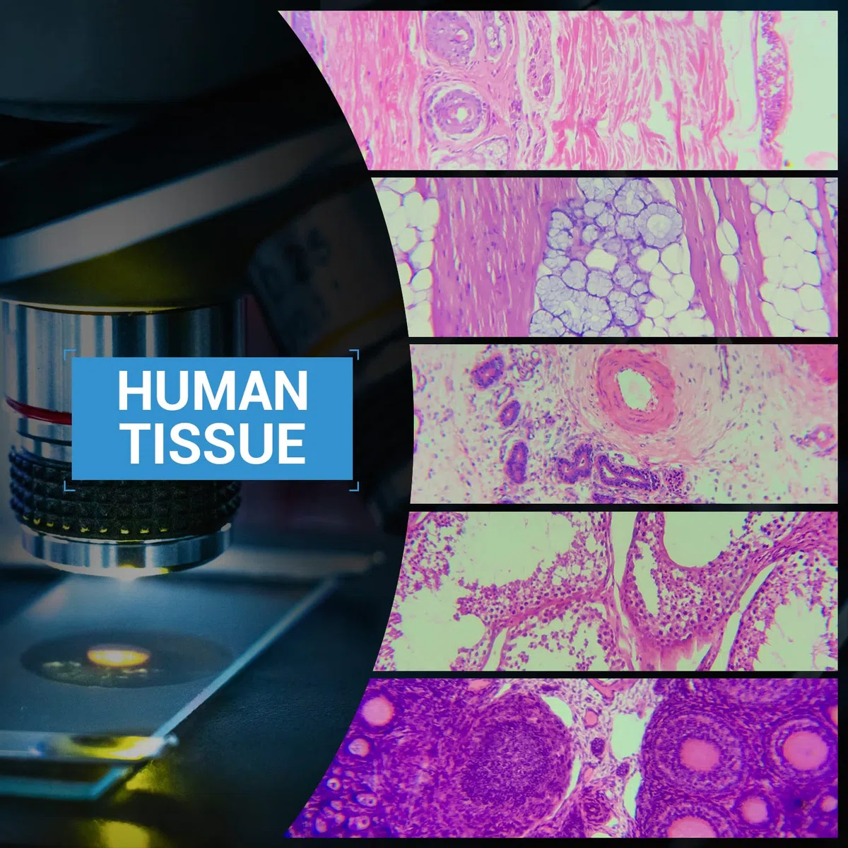 100 Piezas Portaobjetos de Microscopio Preparados, Muestras de Biología Profesional Tejidos Humanos, Células, Plantas, Insectos para Niños Estudiantes Aprendizaje de Ciencias