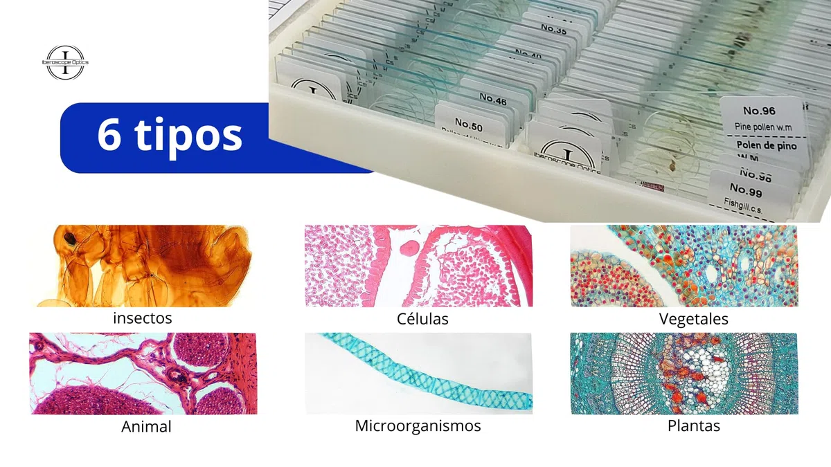 100 Muestras Preparadas para Microscopio en Español + USB con Manual de Microscopía | Set Educativo Estudiantes y Adultos |Vidrio Óptico