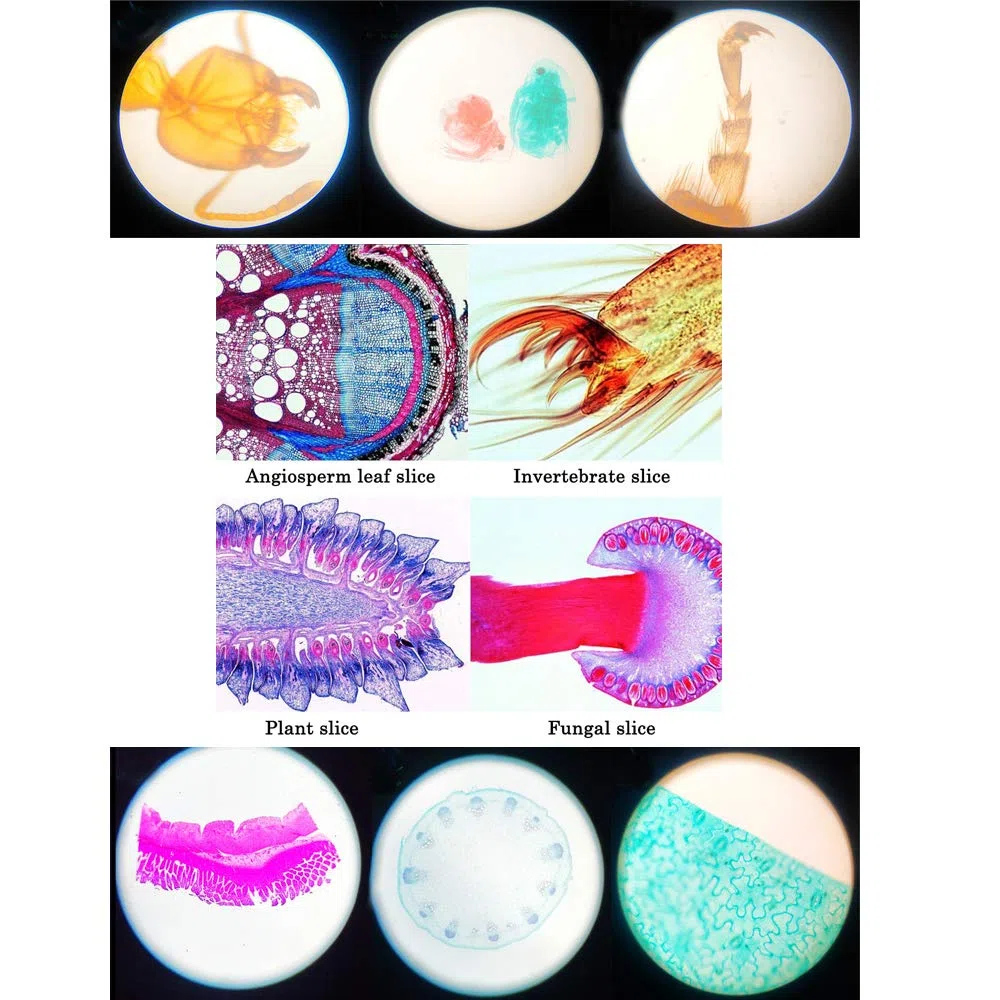 Preparó Portaobjetos de Microscopio con Muestras para Niños, 25 Piezas de Portaobjetos de Muestra de Microscopio con Estuche de Madera para Educación Biológica Básica