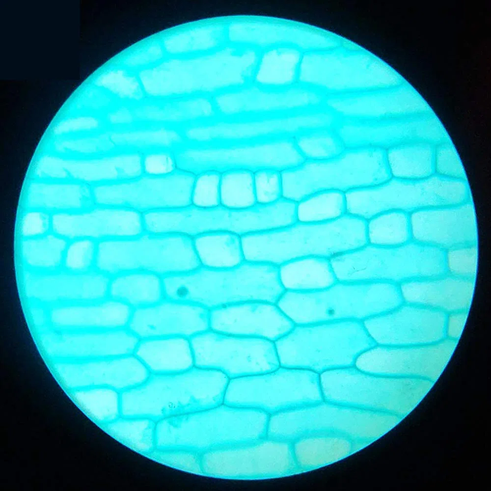 Preparó Portaobjetos de Microscopio con Muestras para Niños, 25 Piezas de Portaobjetos de Muestra de Microscopio con Estuche de Madera para Educación Biológica Básica