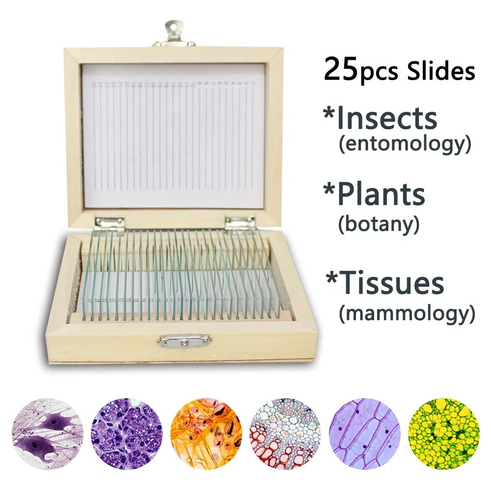 Preparó Portaobjetos de Microscopio con Muestras para Niños, 25 Piezas de Portaobjetos de Muestra de Microscopio con Estuche de Madera para Educación Biológica Básica