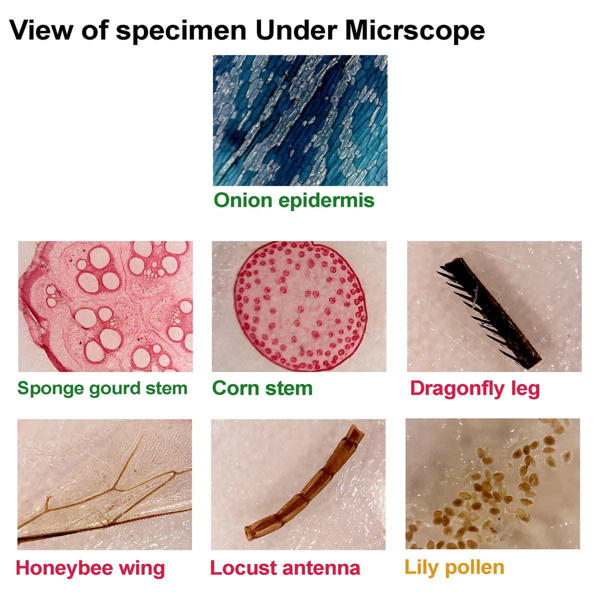 48pzas Juego Muestras Preparadas Microscopio Animales Insectos Plantas Flores Plástico 1pza Espécimen Mariposa Real Estudiantes Ciencia Juego Educativo