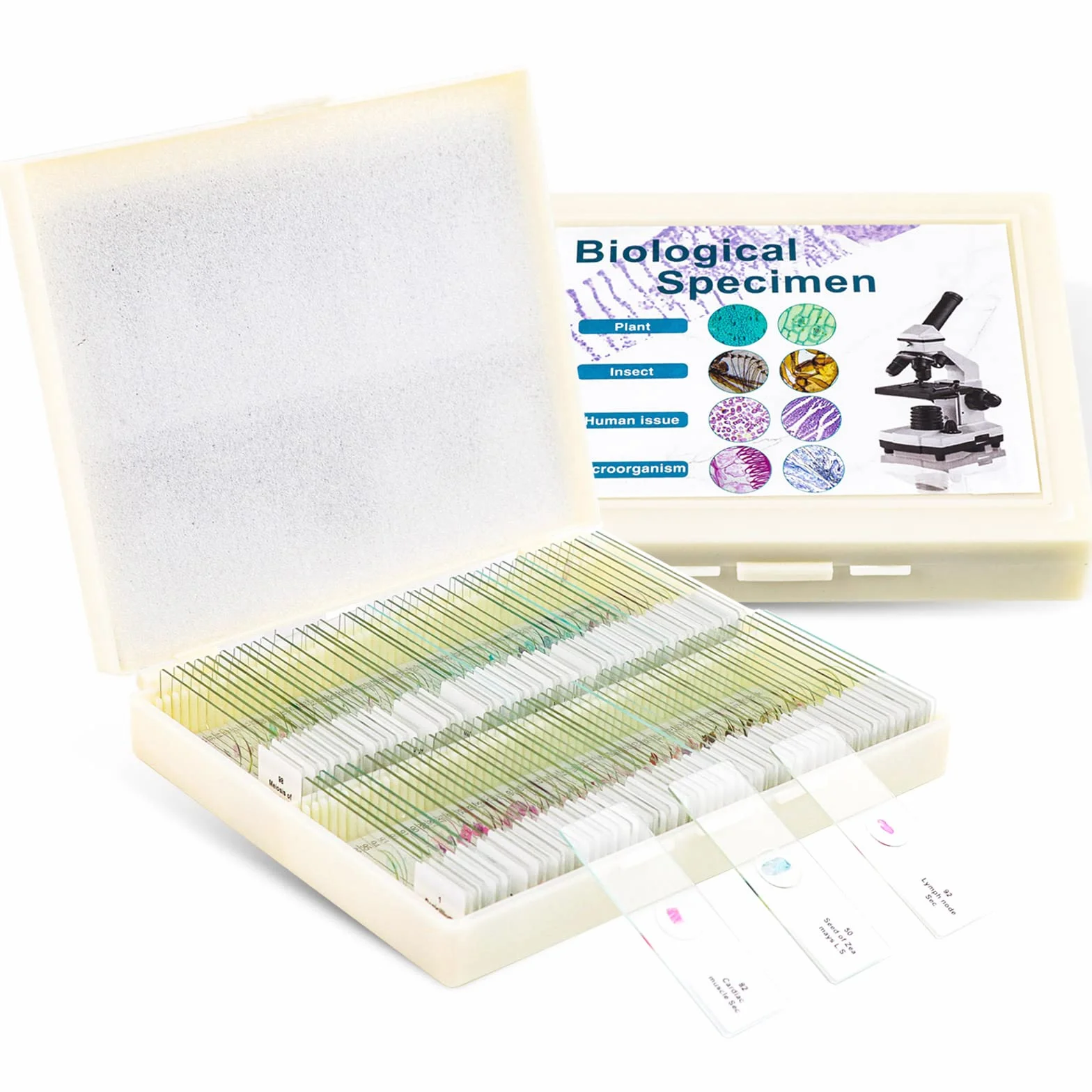 USCAMEL Muestras Microscopio, 100 portaobjetos de microscopio preparados con muestras para niños y Adultos