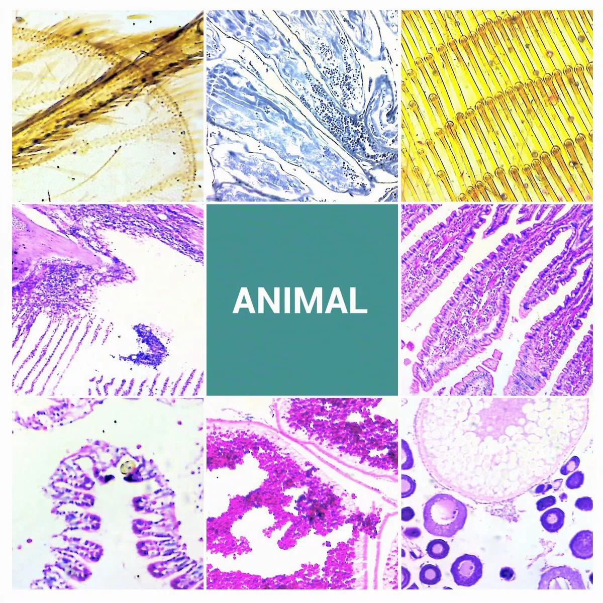 100 Muestras Microscopio Preparadas para Niños, Portaobjetos Microscopio con Plantas Animales Insectos Humana Cellular para Adultos Niños Estudiantes, Uso Escolar en Casa
